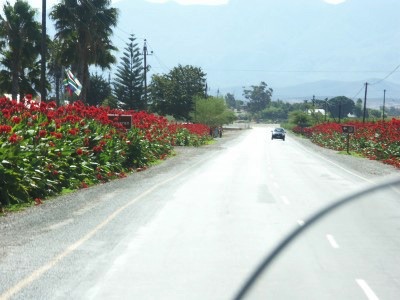 Robertson - planted flowers next to highway